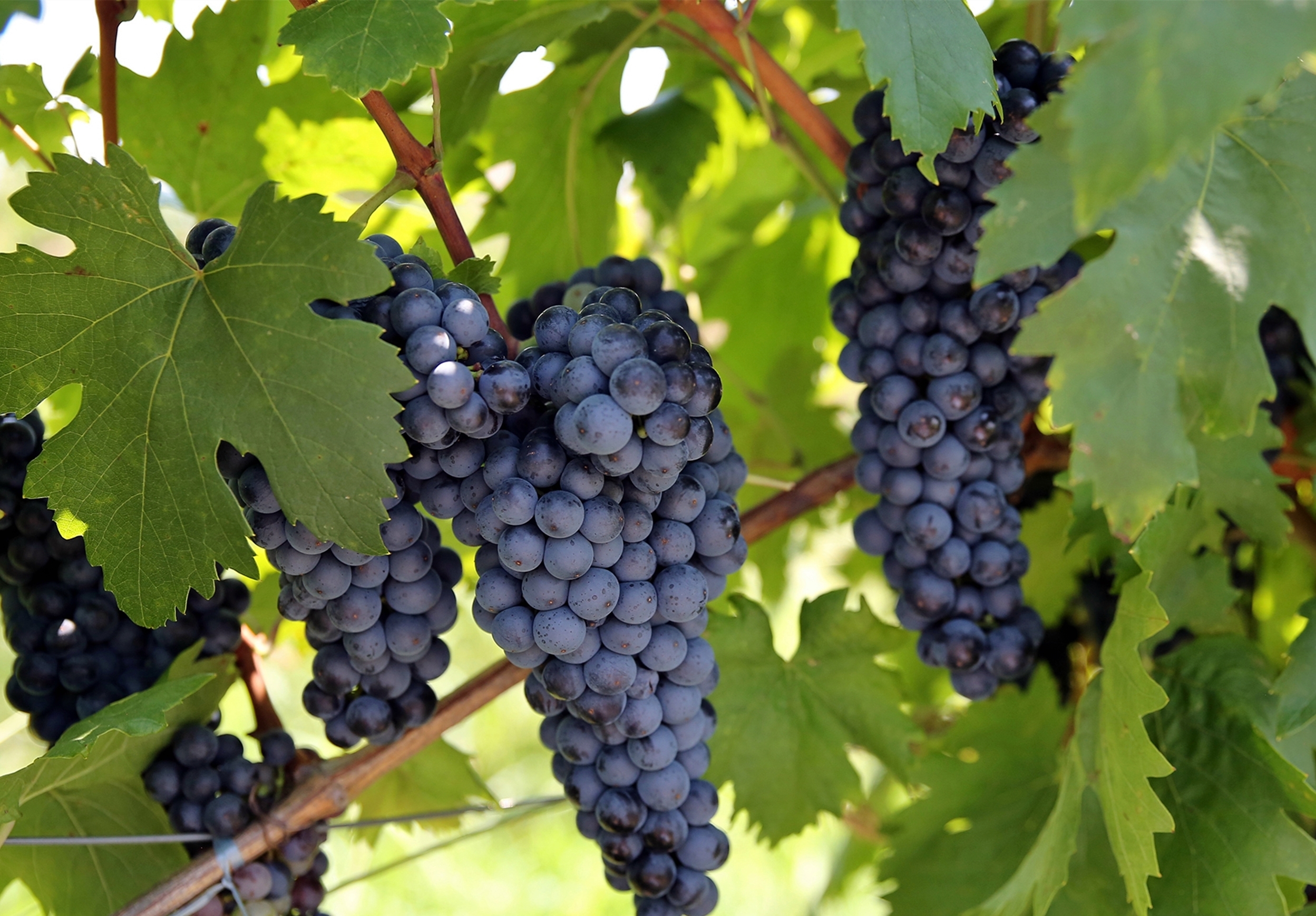 没有多项技能傍身,都不好意思称"百变黑美人"!