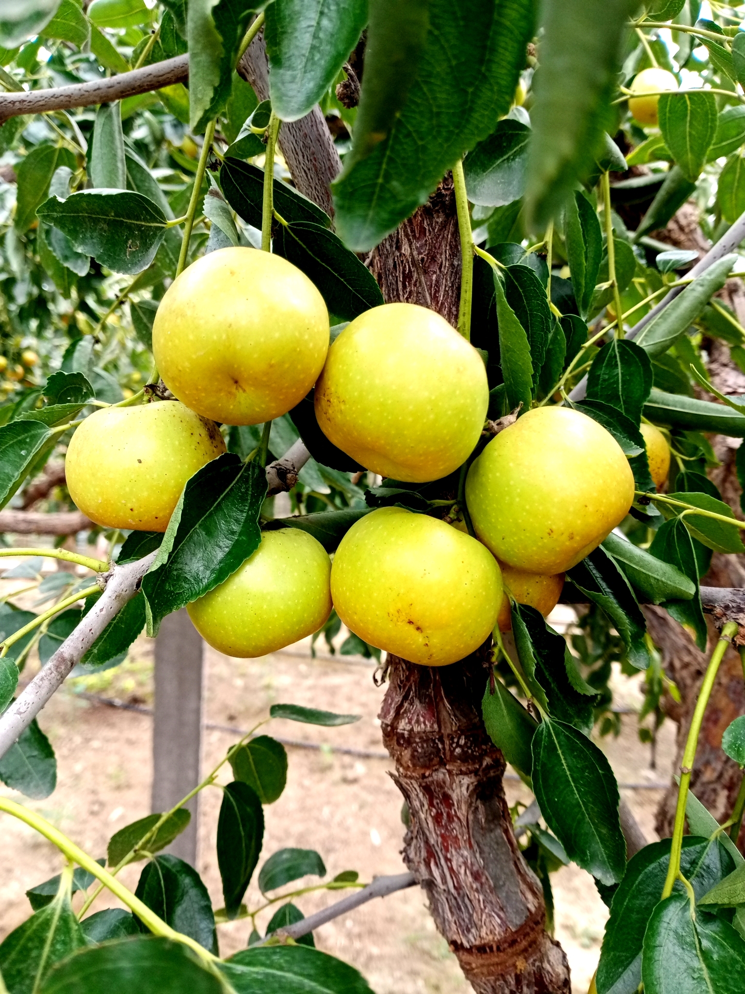 山东沾化:富硒二代冬枣联姻途瀚电商迎来上市开门红__凤凰网