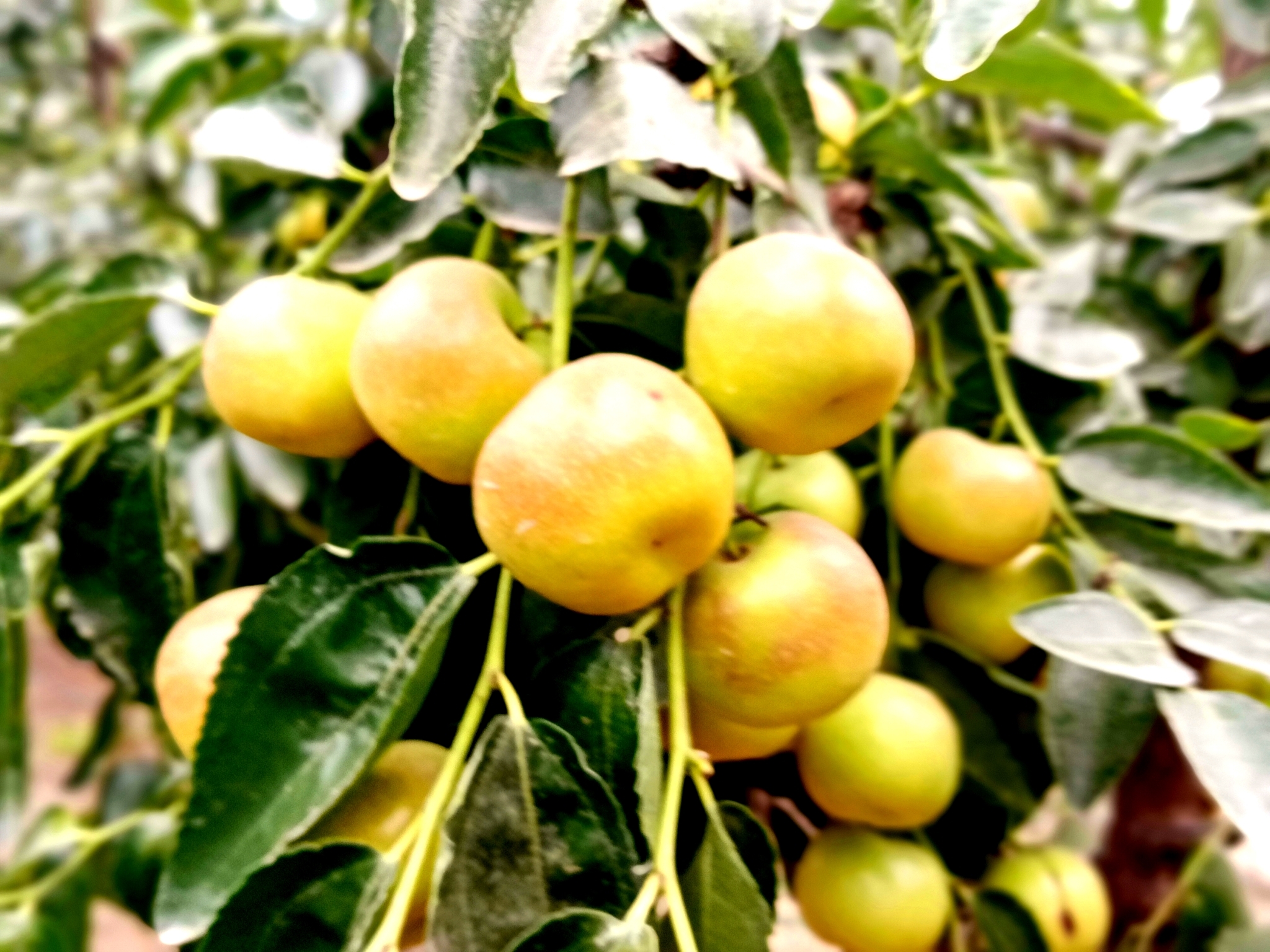 山东沾化:富硒二代冬枣联姻途瀚电商迎来上市开门红__凤凰网