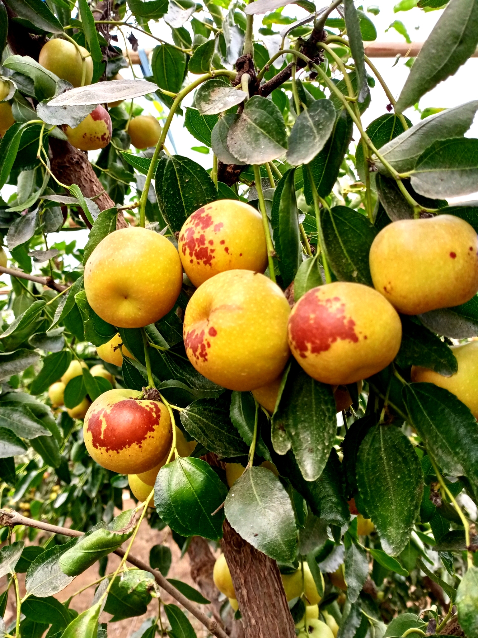 山东沾化:富硒二代冬枣联姻途瀚电商迎来上市开门红__凤凰网
