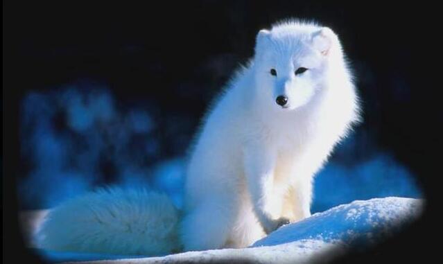 红云看世界——呼兰石公祠与白狐仙__凤凰网