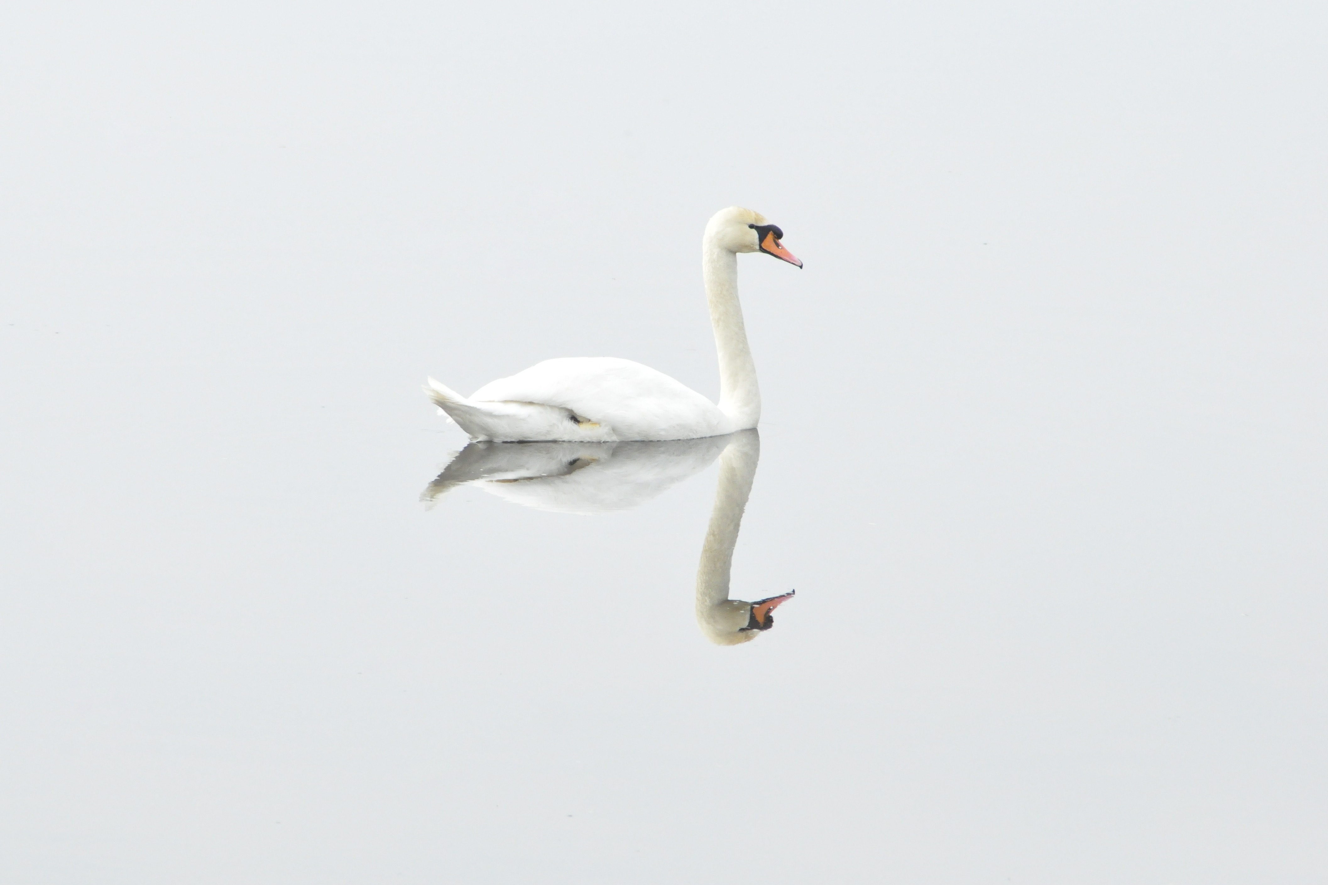 和孩子一起学:优美的英文歌beautiful swan