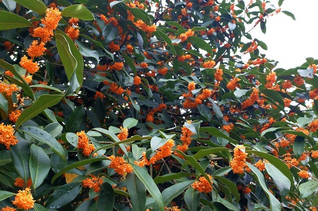 江西吉安：满城桂花开 花香惹人醉