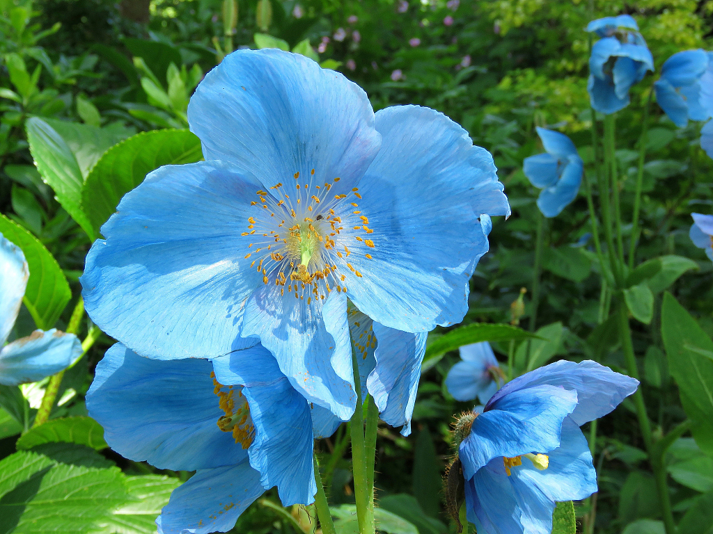 红花,以及橙色的花;然而我们今天画的花,我就选了蓝色的虞美人,是不是