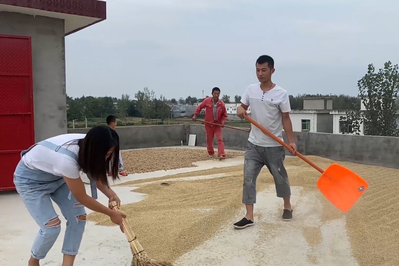 农忙季节小院晒满粮食，突然下雨把人吓得不轻，楼上楼下开始抢收