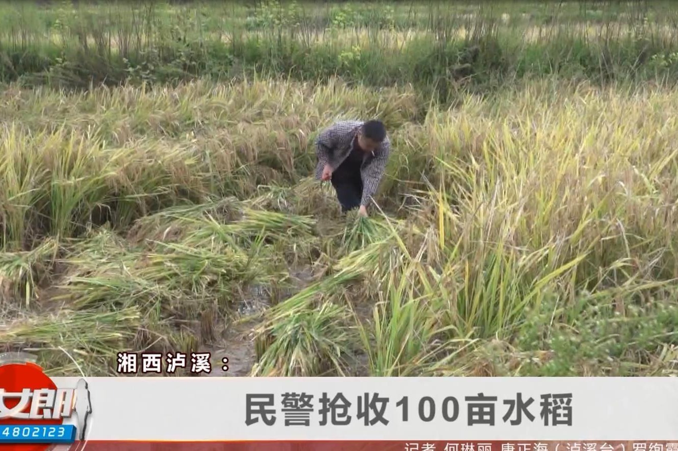 受天气影响，湘西泸溪县水稻收割受阻，当地民警出手了