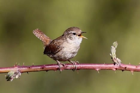 这就是传说中的冬鹪鹩，婉转悠扬的叫声！建议收藏起来