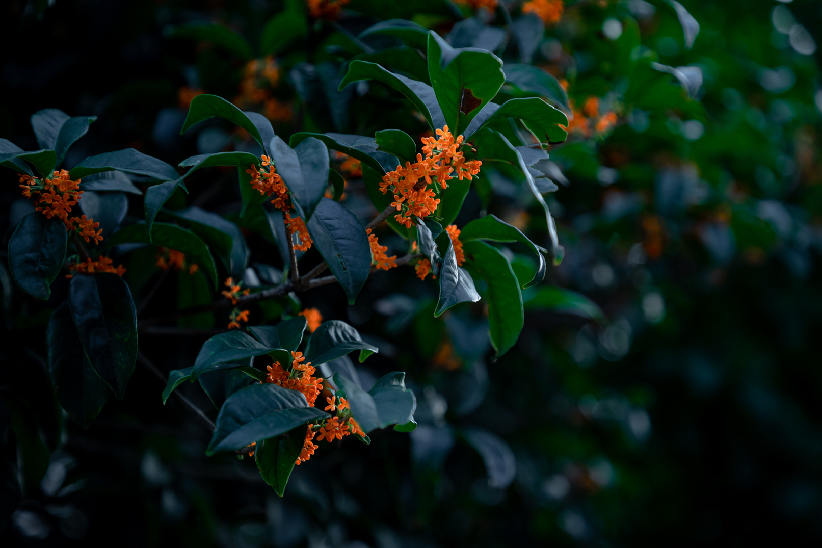 小武摄影:金九银十,丹桂飘香,你更喜欢那一张?