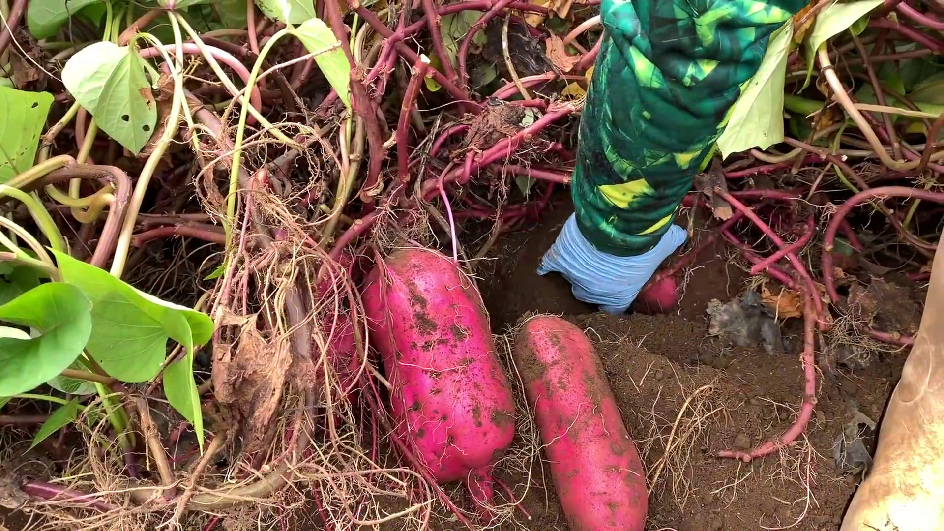 國慶節回鄉下菜地挖紅薯,幾分鐘就收穫10幾斤,太好挖了_鳳凰網視頻_鳳