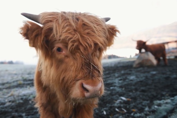Der letzte Mohikaner - Leo Rojas