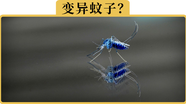 车里的蚊子为什么可以跟得上车子的速度