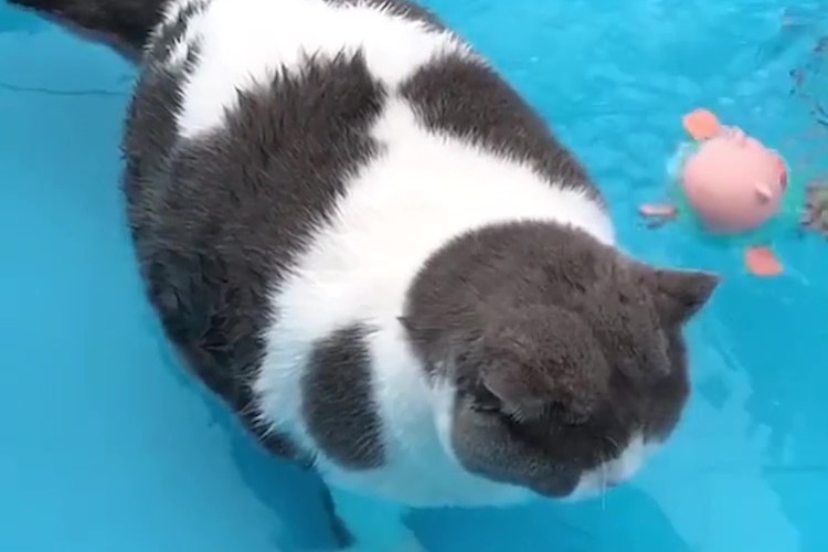 知道这是什么品种的猪吗