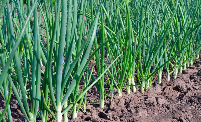 大葱根腐病用"根小子"效果好