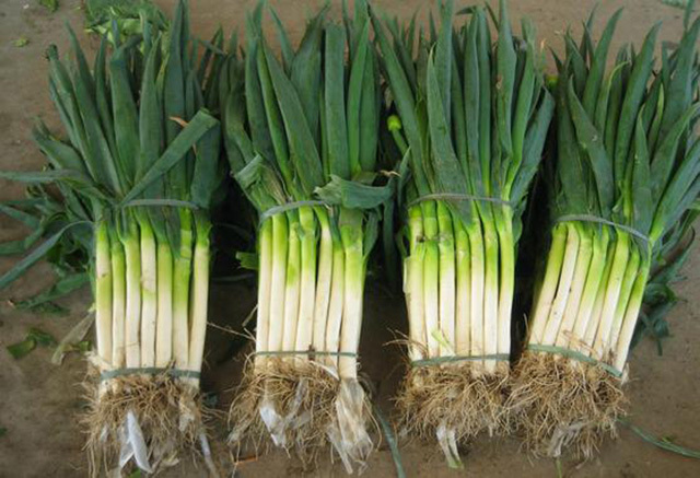 大葱黄叶死苗冲施什么肥料好?大葱根腐病用"根小子"效果好