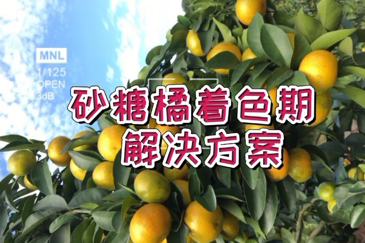 砂糖橘转色期，起砂、着色快、甜度高渔美荏解决方案！