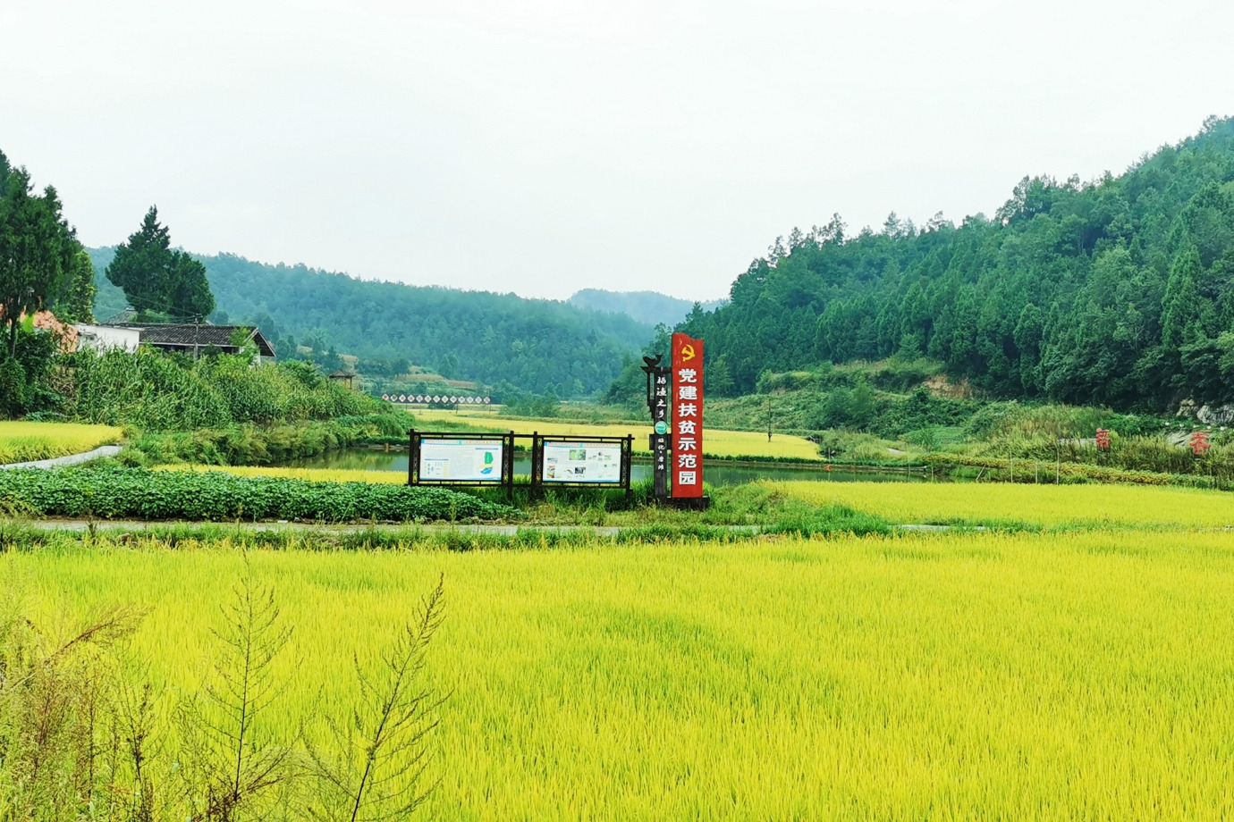 走进广元看脱贫 | 种稻米、采蓝莓、运山珍，我们是认真的！