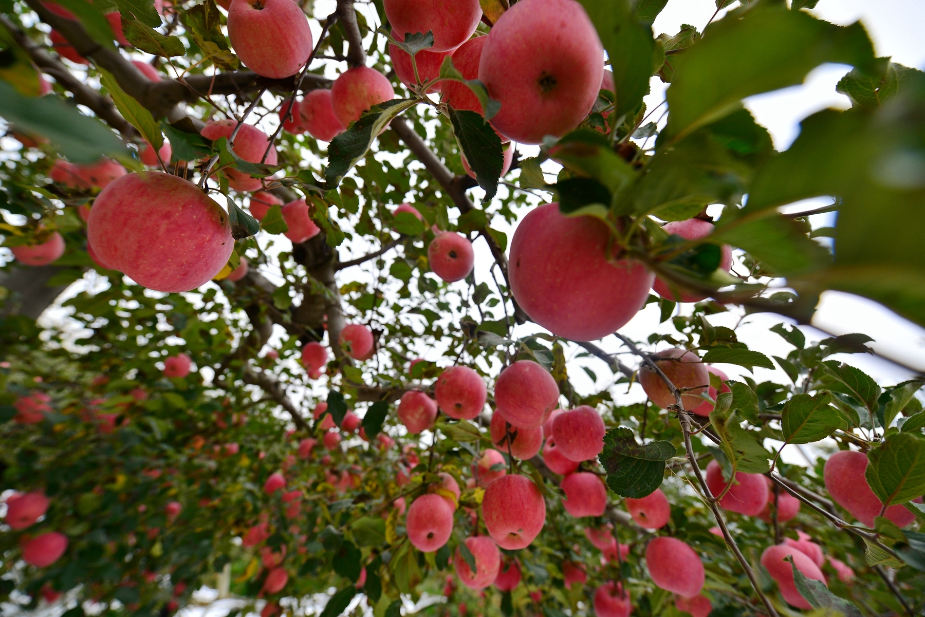 "延安苹果"红透了圪梁梁 成了乡亲们的脱贫果 致富果__凤凰网