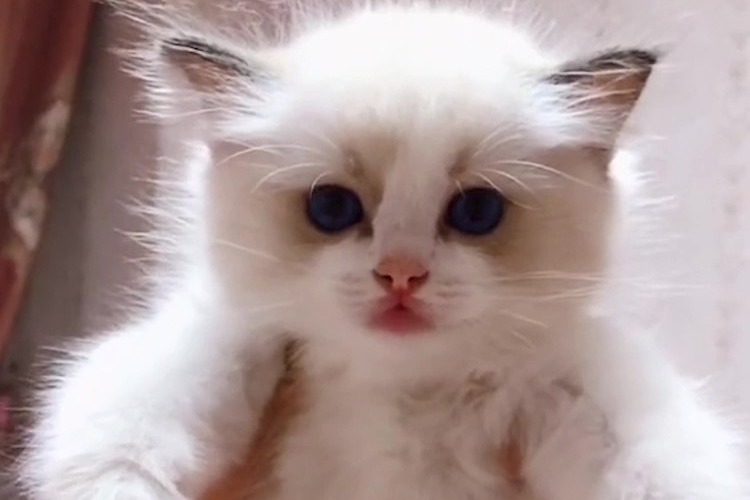 一匹奔驰的小野马