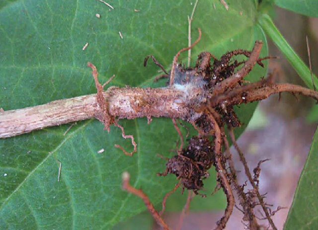 大棚蔬菜茄子软腐烂根病用什么好茄子烂根病有什么特效药茄子根腐病