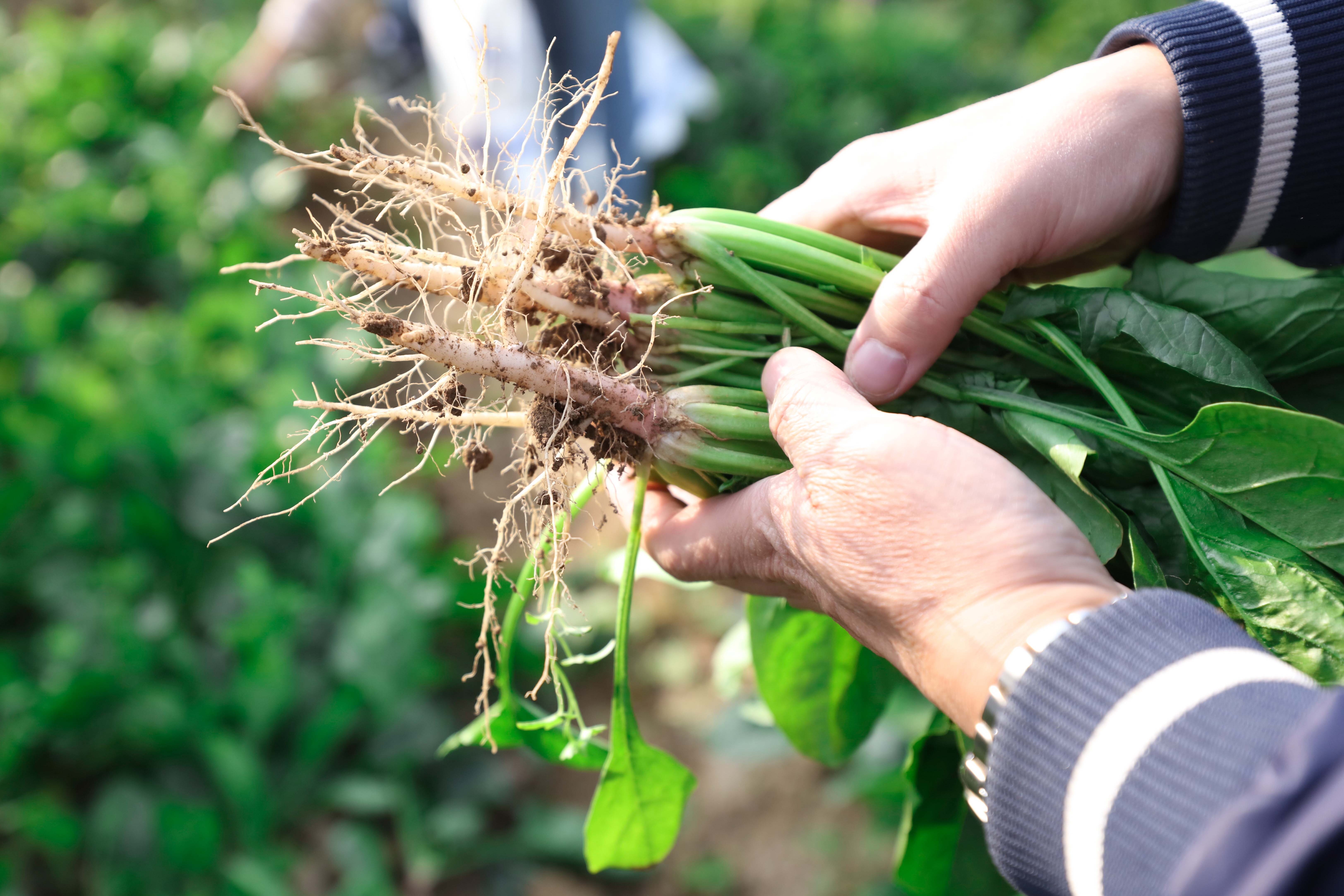 费时又费工,且菠菜具有根茎较长,入土深度大,人们习惯食用带根菠菜等
