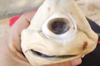 世界上最罕见的鲨鱼，独眼白鲨也太可爱了