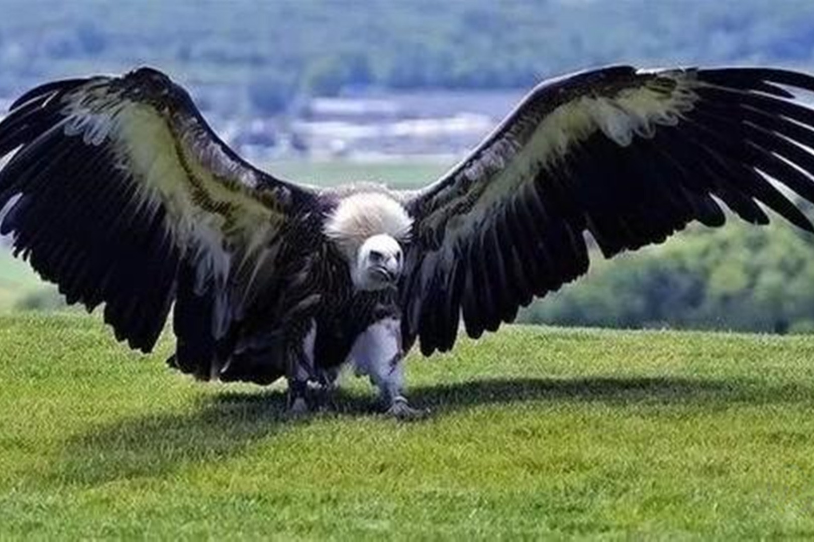 这种史前阿根廷巨鹰，展开双翅膀长达7米！能轻松将人抓起！_哔哩哔哩_bilibili