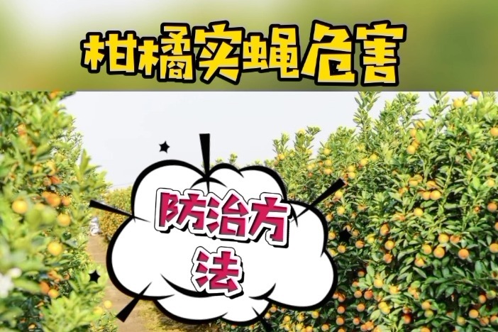 柑橘转色期果实蝇危害影响柑橘品质和产量防治措施