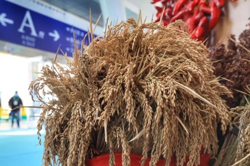 稻米飘香世界  第三届中国黑龙江国际大米节参赛稻米现场品鉴