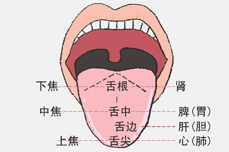 北京崇文门中医院吕红彬教你辩舌指南!