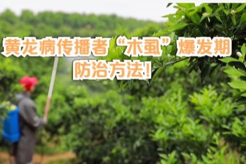 黄龙病传播者“木虱”爆发期，防治方法！