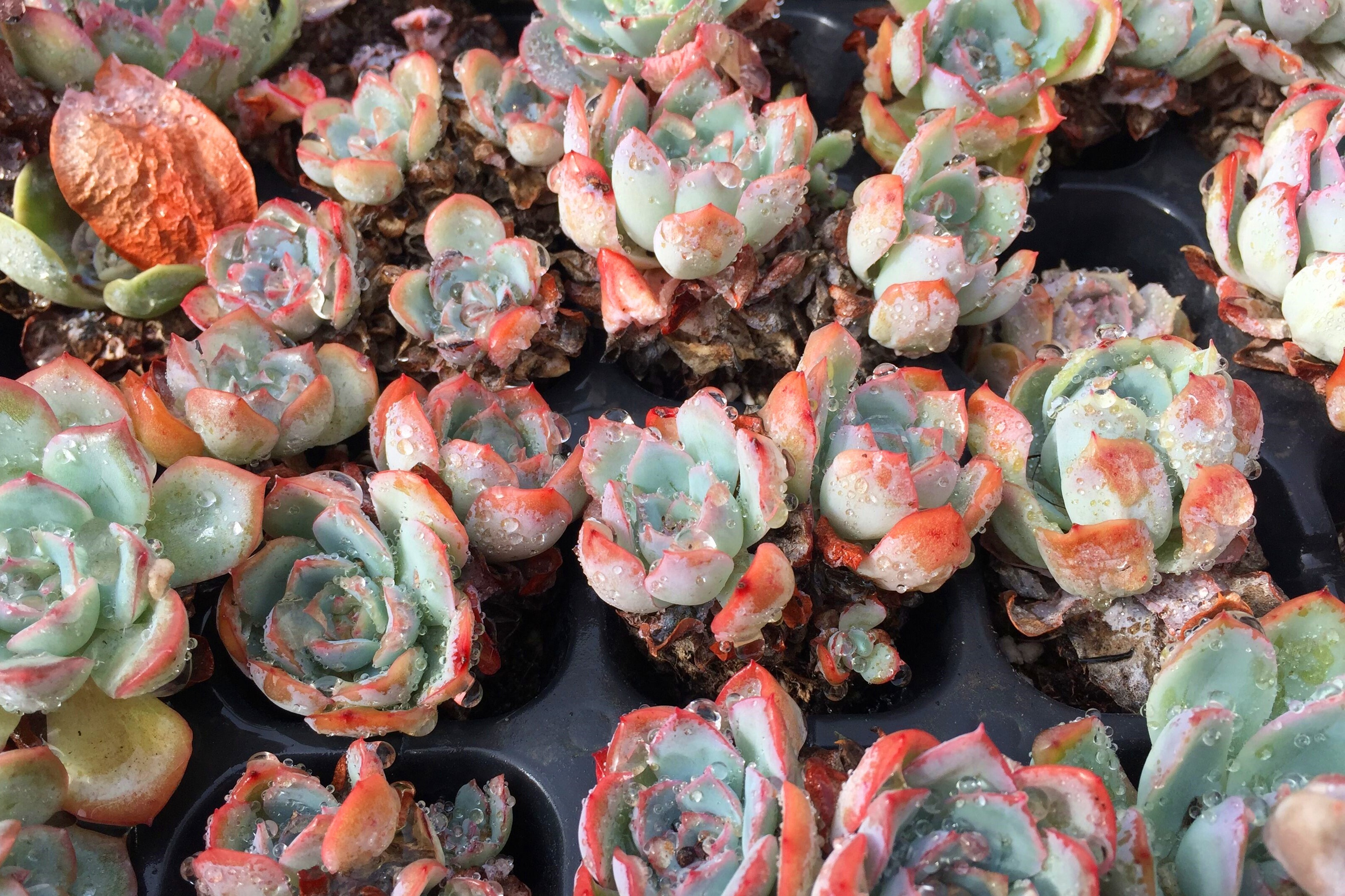 小静带你欣赏小2楼的美肉，叶片挂满水滴的小肉肉，好可爱