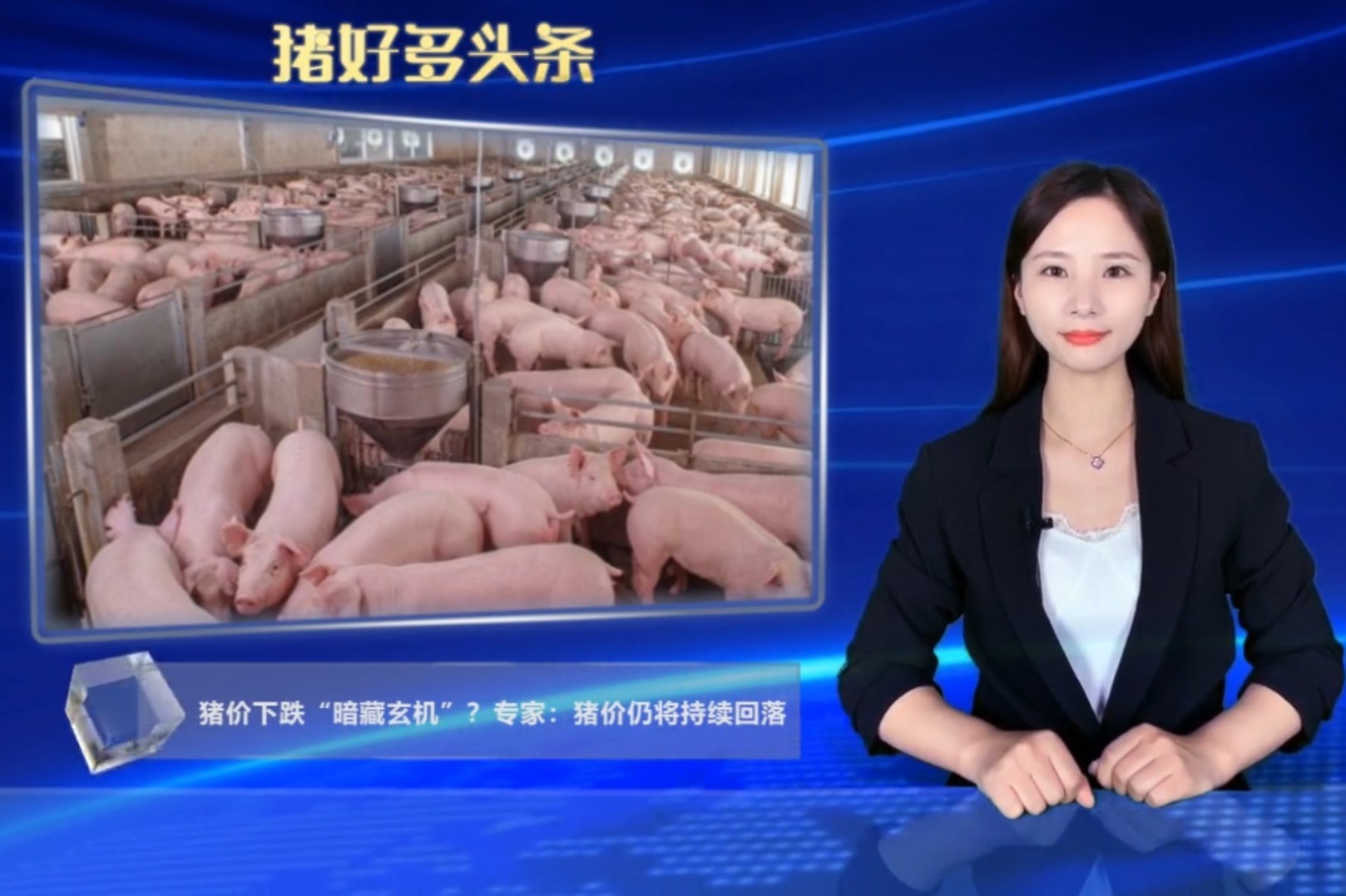 10月猪价为何连跌不止？原来“暗藏玄机”,答案来了！