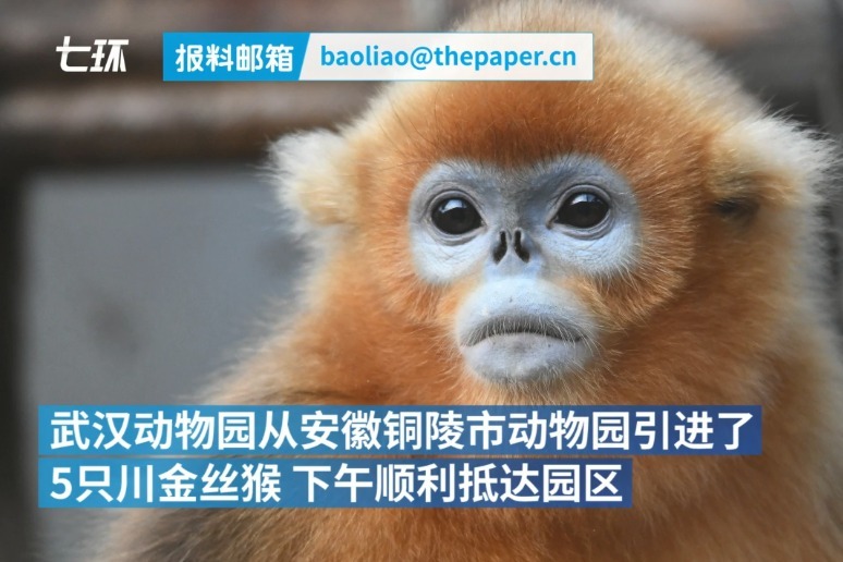 猴儿们来啦!武汉动物园从铜陵市动物园引进5只金丝猴