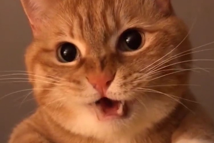 想有一只喜欢和你躲猫猫的喵星人吗？