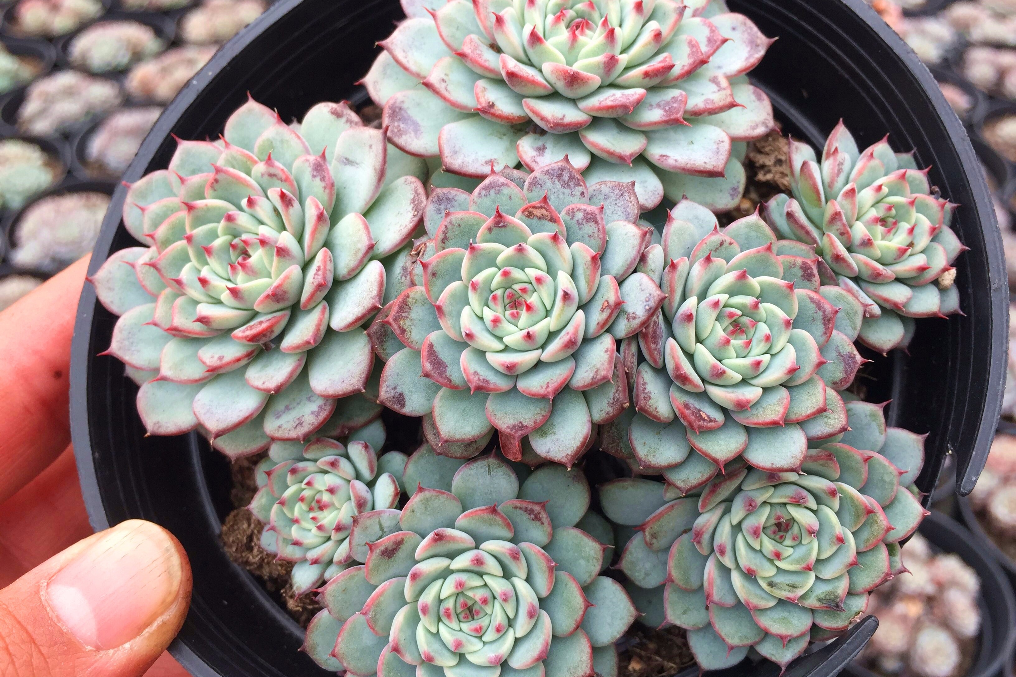 霜降过后蓝姬莲的状态又发生了变化一起来看一下吧