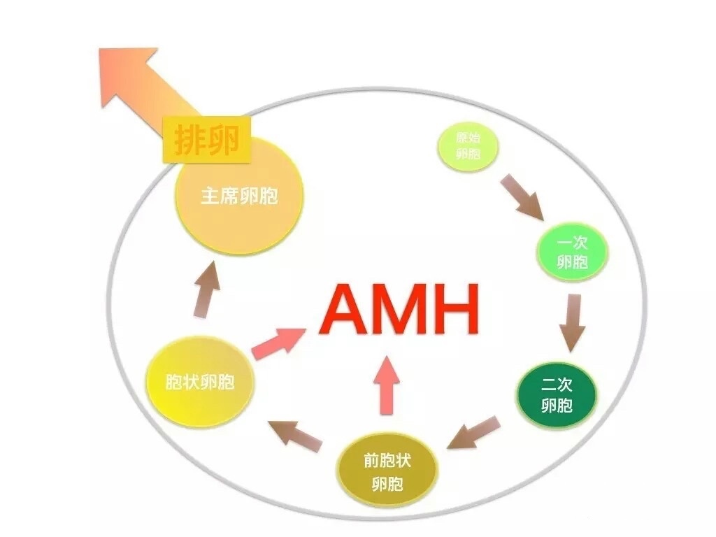 中国正规助孕机构（AMH是如何影响女性卵子储备的，对做试管有影响吗？）