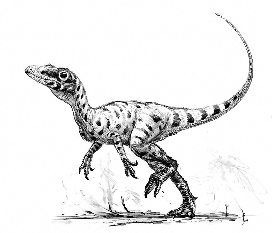 热文 正文到目前为止,侏罗猎龙的化石也仅仅发现了一具,根据骨骼判断