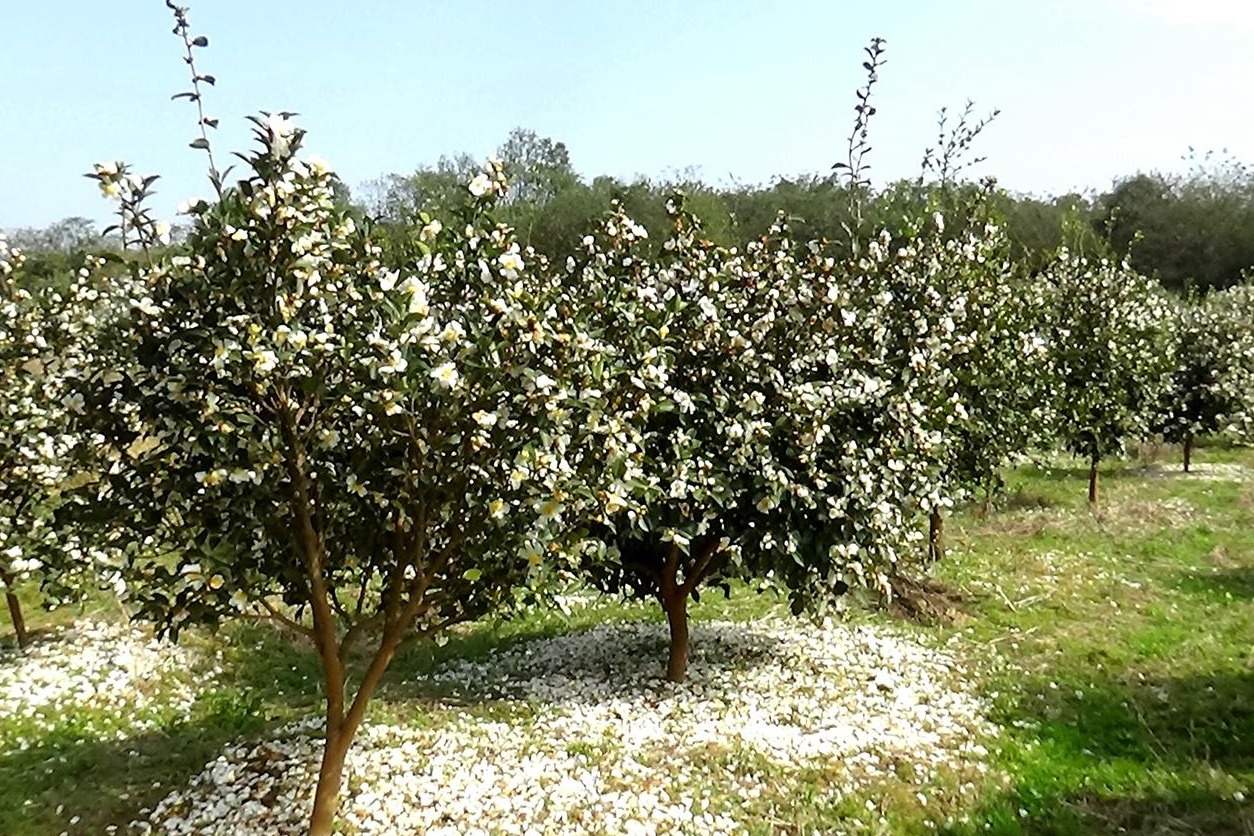 湖口油茶花盛开