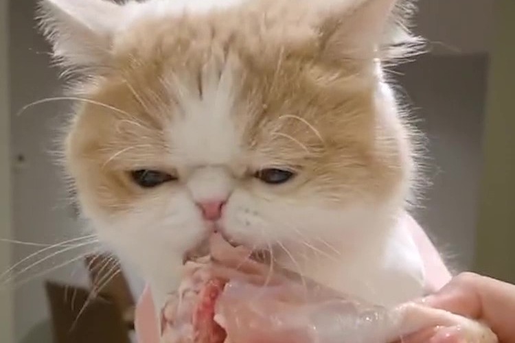 大鸡腿吧唧吧唧几下就吃完了