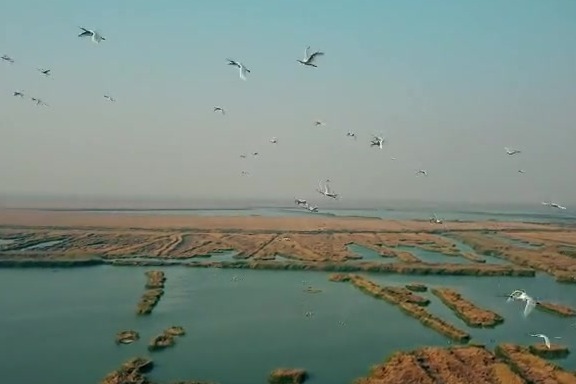 Jutaan Burung Migrasi ke Beidagang-Image-1