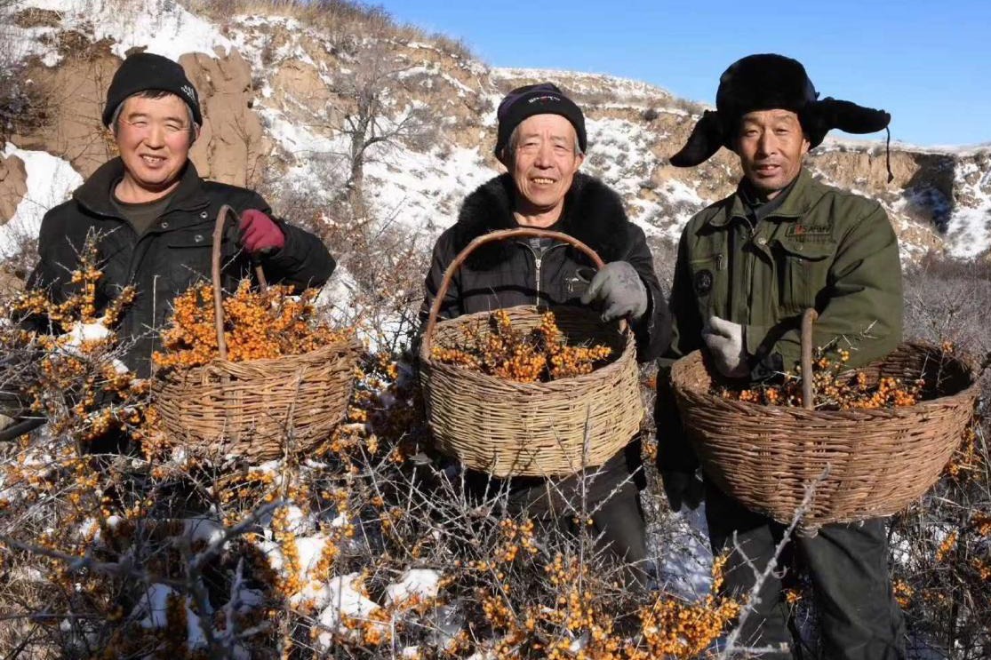 沙棘原来这这样采摘的且吃且珍惜