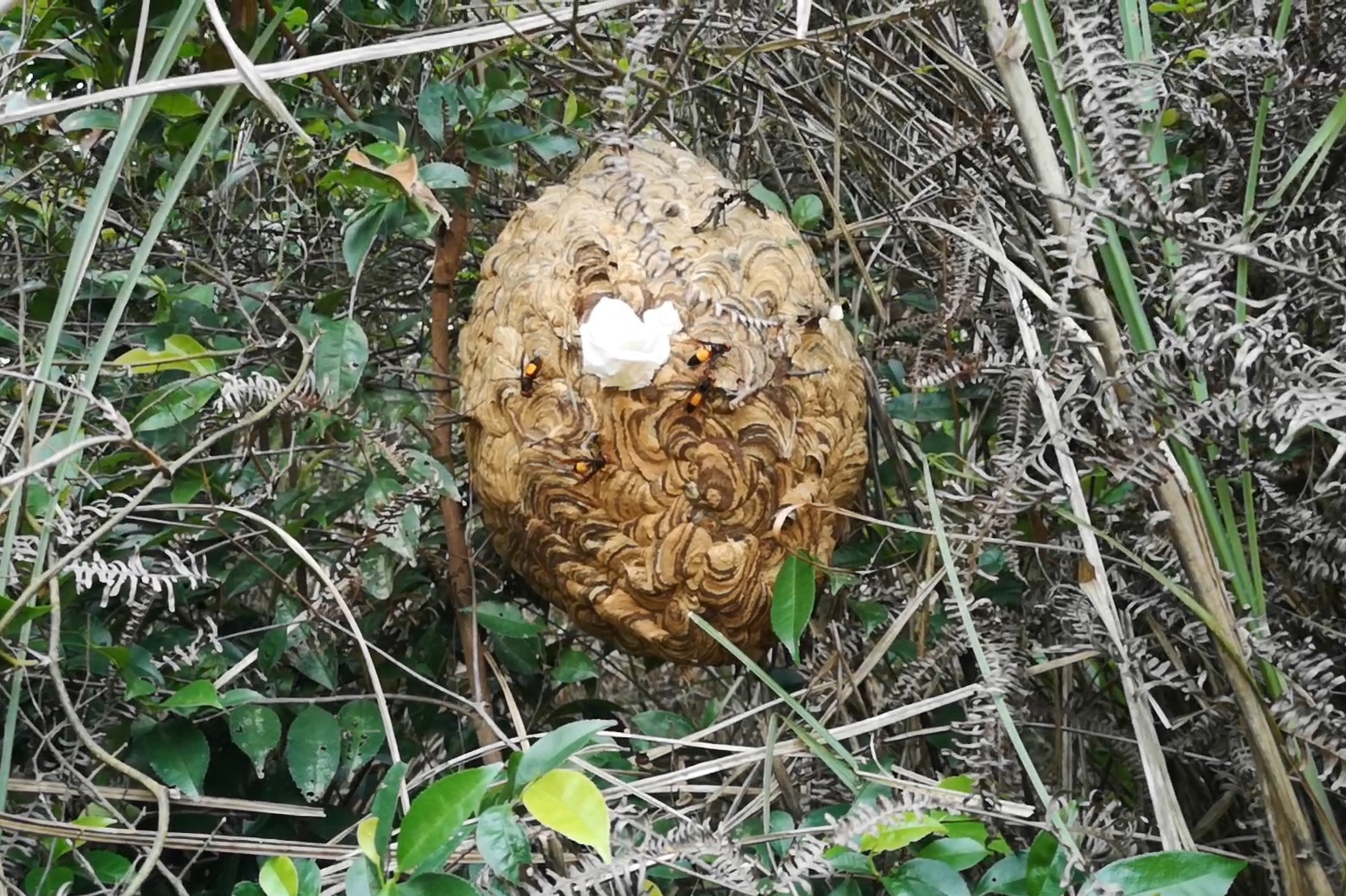 地面上的胡蜂怎么抓？村夫这样抓蜂包内的蜂一个跑不出来