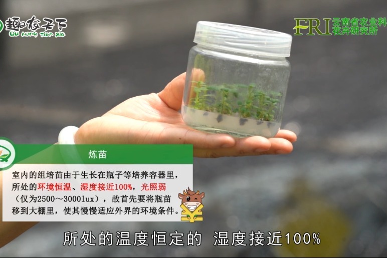 懂组培苗技术，省30%的成本（上）