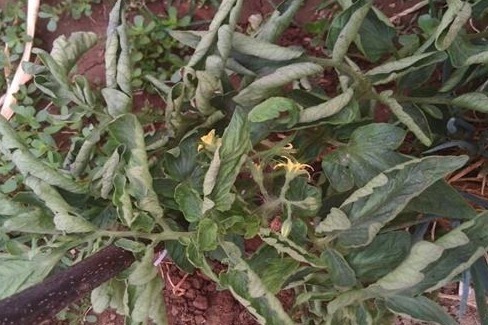 西红柿缺磷会有什么表现怎么给植物有效补充磷元素