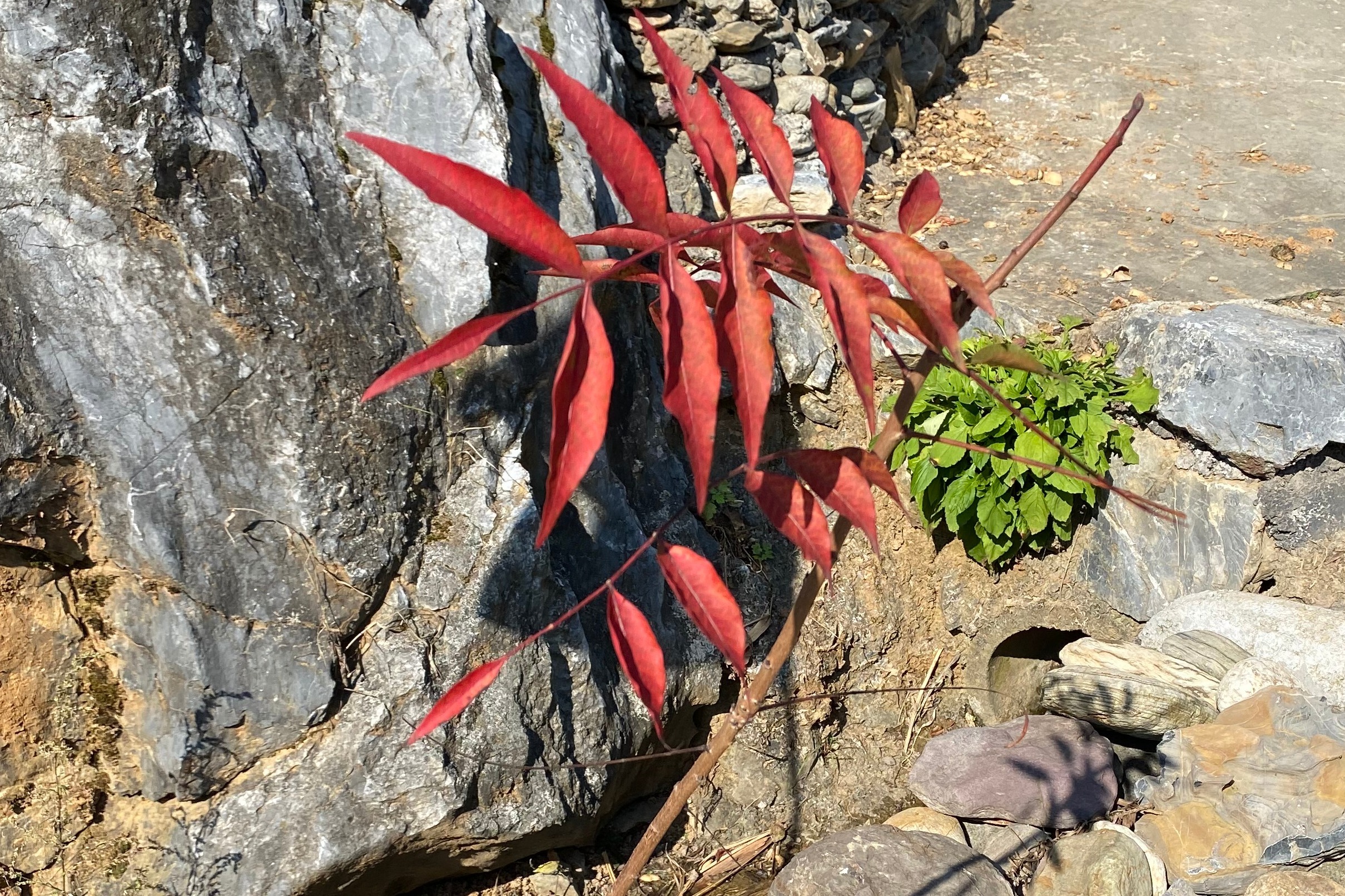 你的黄鹂芽树叶红了,你知道黄练芽树叶秋天是什么颜色吗