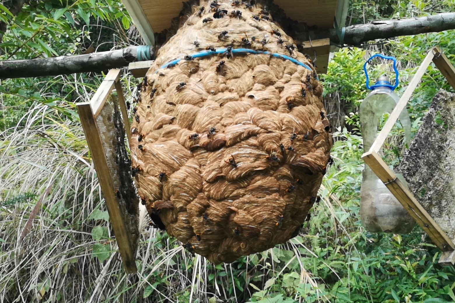 胡蜂黄脚养殖能长多大村夫拿卷尺来量一下自己养的胡蜂黄脚