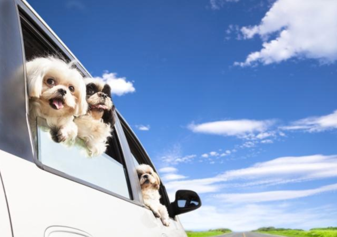 这个小镇,让带上宠物去旅行,不再只是说说而已!