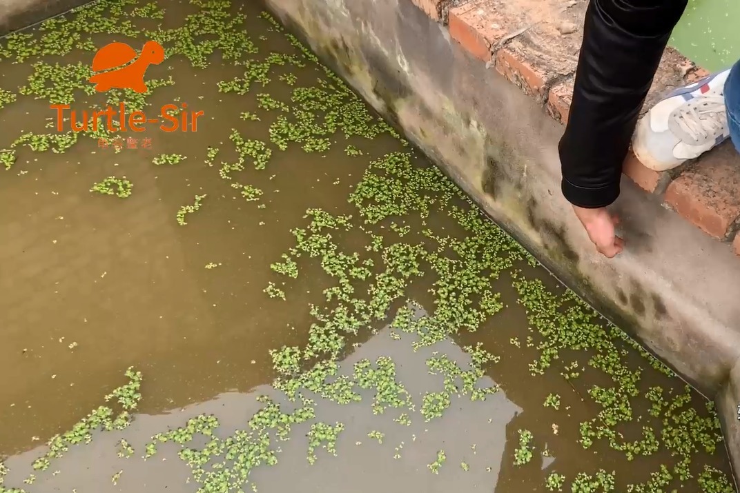 看看头盔蛋龟冬眠情况，再等几天就要铺稻草了「龟谷鳖老」