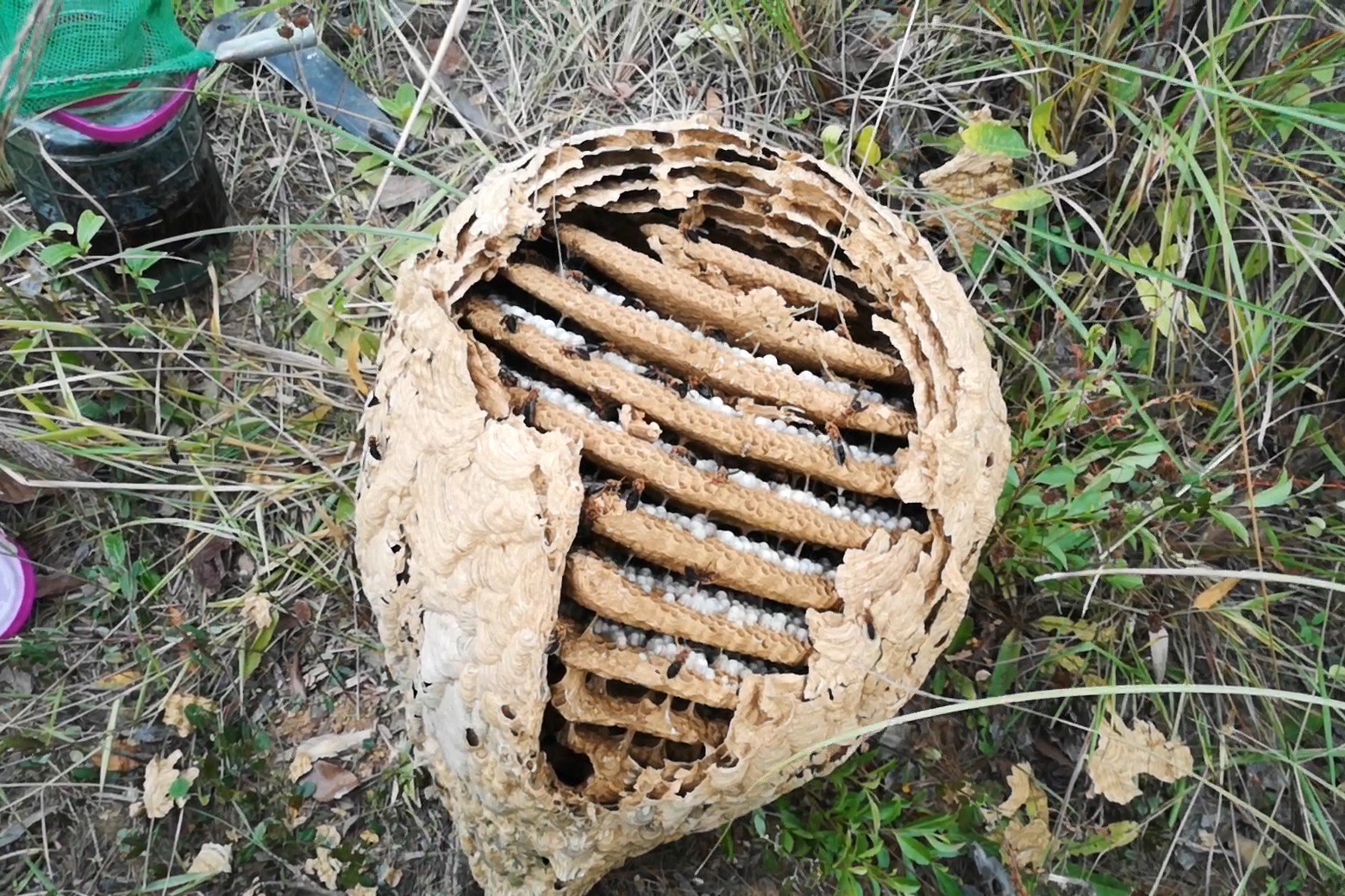 【搬运】印度和台湾的基胡蜂（七里蜂）蜂巢对比-动物视频-搜狐视频