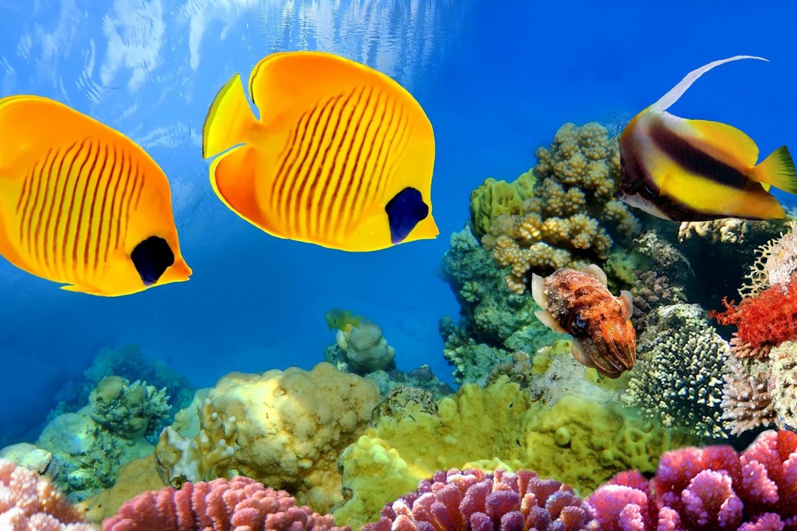 海底美丽的珊瑚礁是怎么形成的?_凤凰网视频_凤凰网